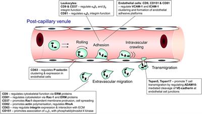 The Many and Varied Roles of Tetraspanins in Immune Cell Recruitment and Migration